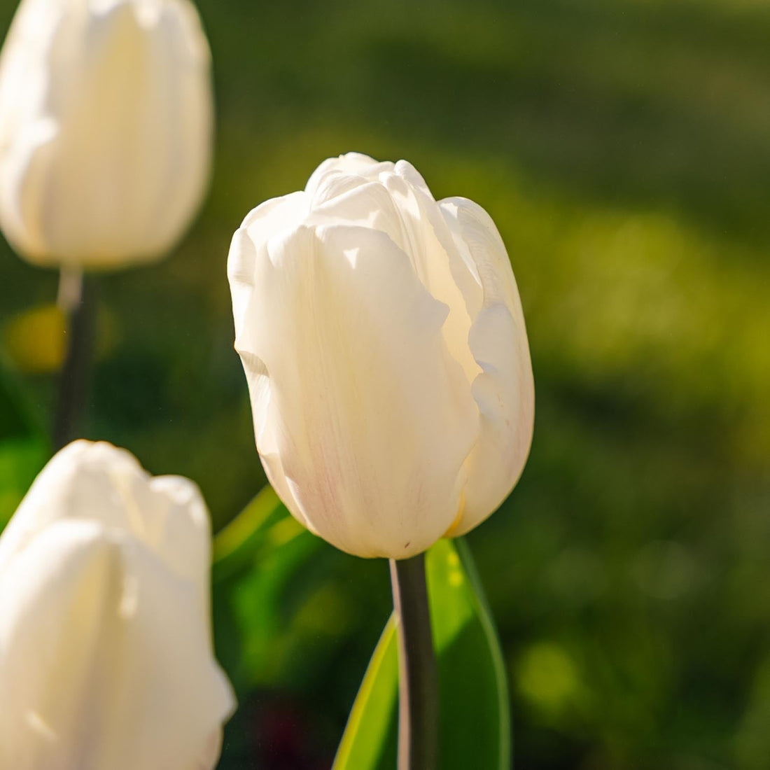 Tulipan 'White Flag'