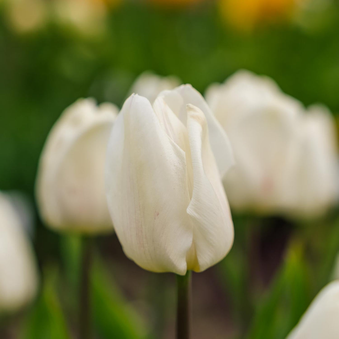 Tulipan 'White Prince'