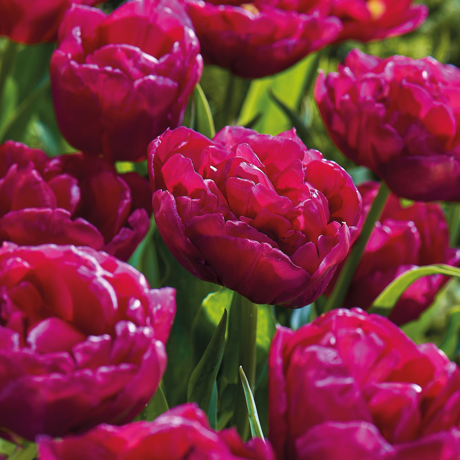 Tulipan 'World Bowl'