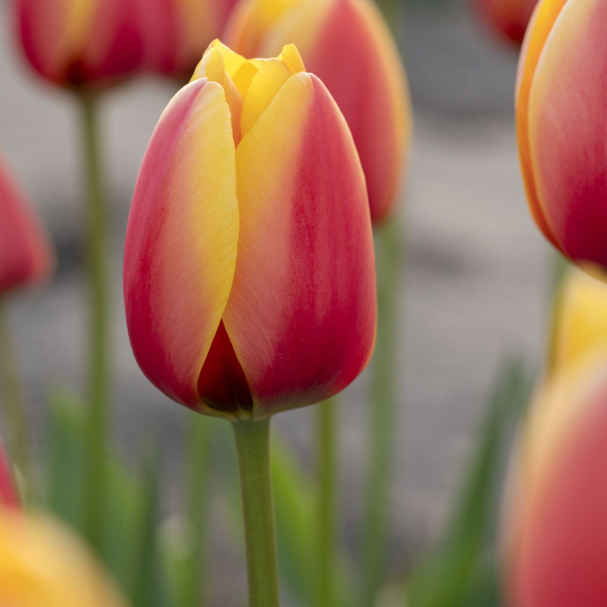 Tulipan 'World Peace'