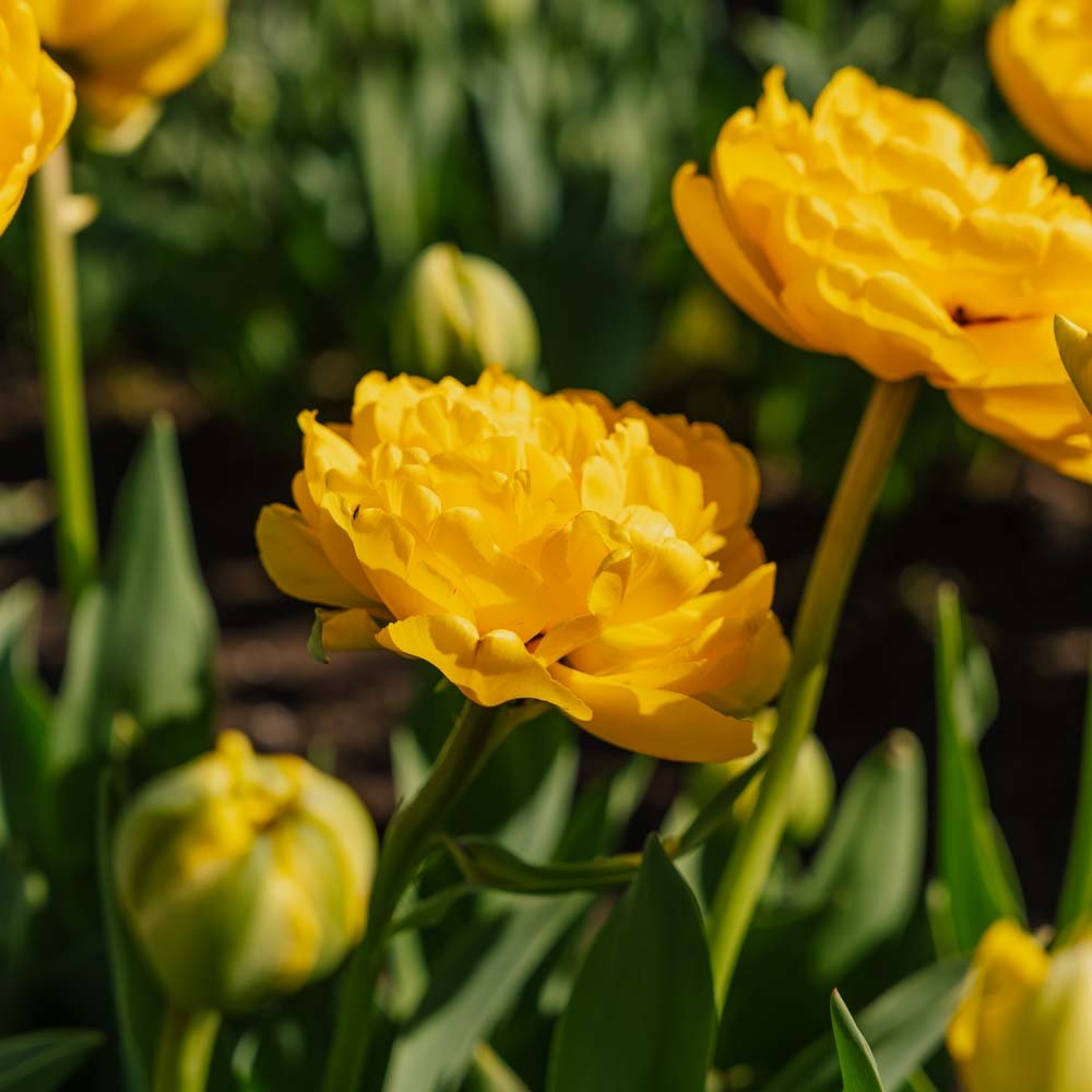 Tulipan 'Yellow Pomponette'