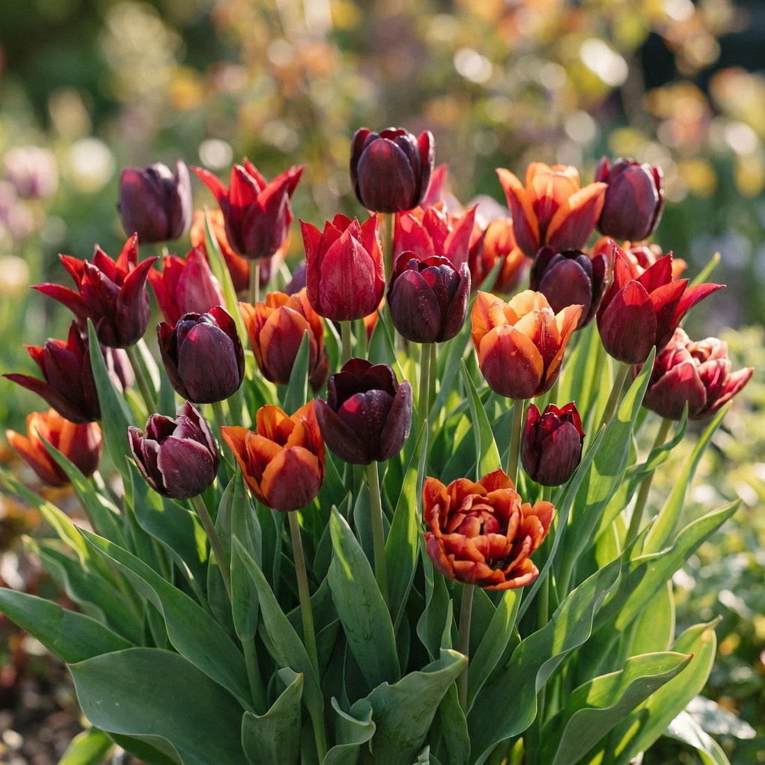 Tulipanblanding 'After Dusk Bouquet Mix'
