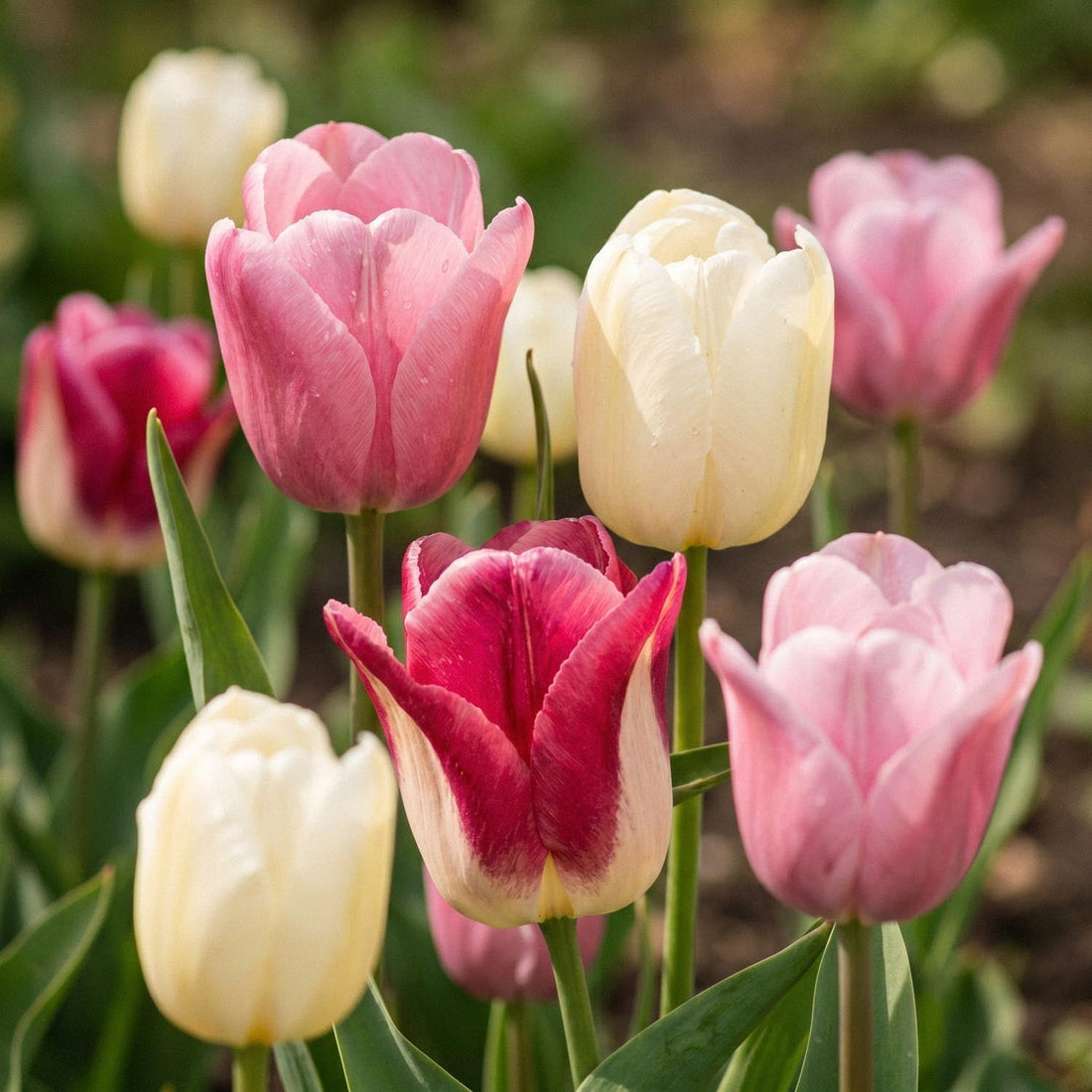 Tulipanblanding 'Apple Blossom Mixed'