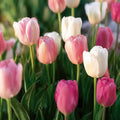Tulipanblanding 'Apple Blossom Mixed'