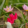Tulipanblanding 'Botanical Mixed'