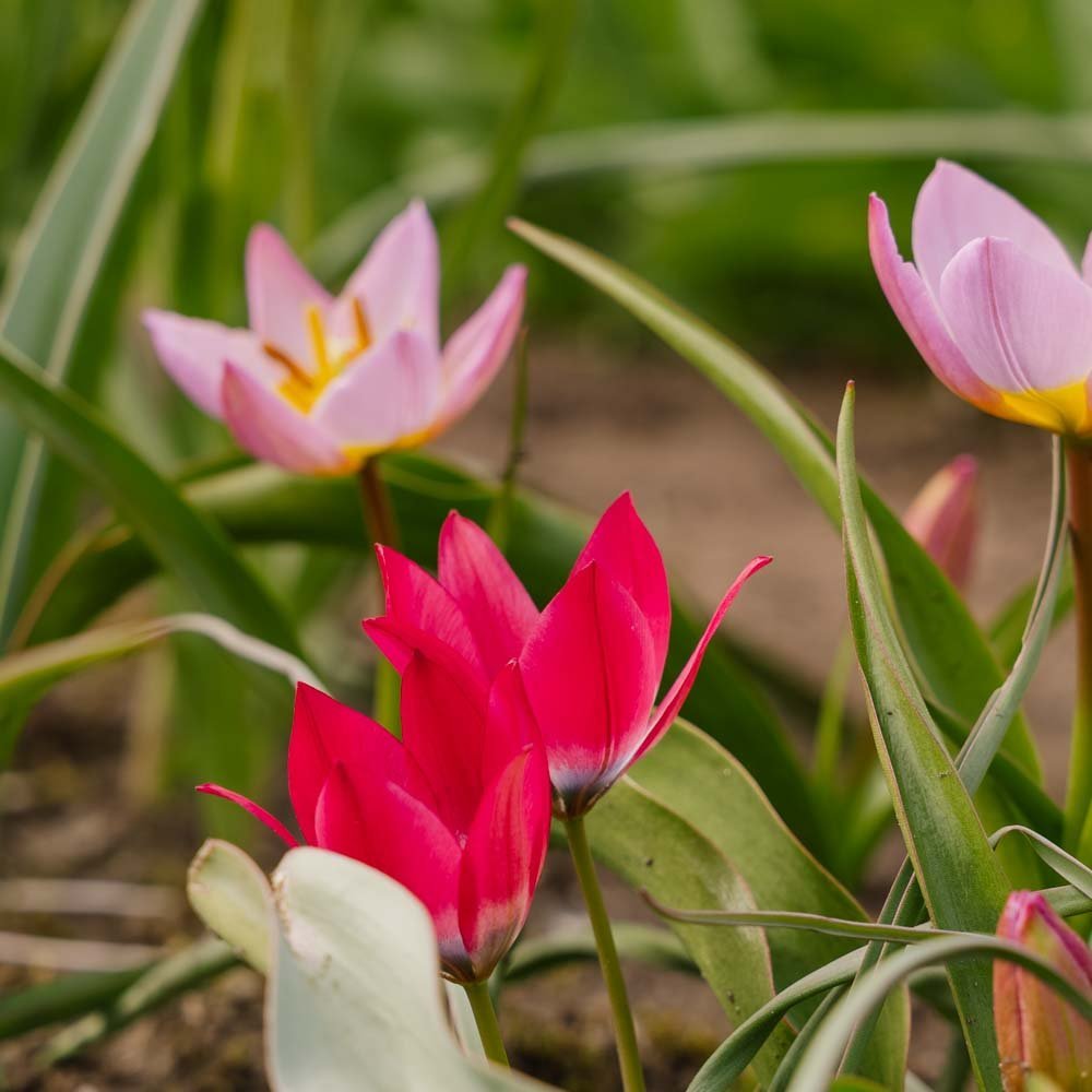Tulipanblanding 'Botanical Mixed'