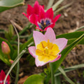 Tulipanblanding 'Botanical Mixed'