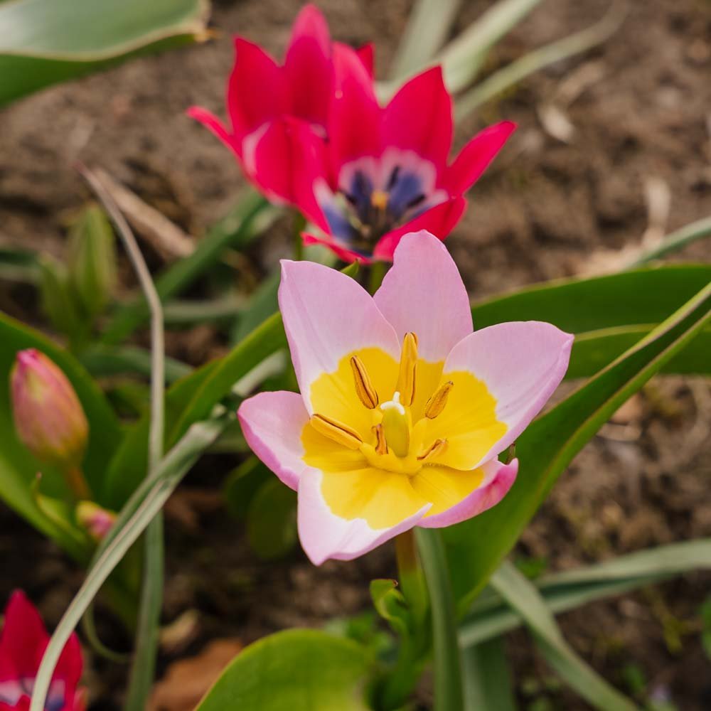 Tulipanblanding 'Botanical Mixed'