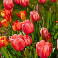 Tulipanblanding 'Darwin Hybrid Mixed'
