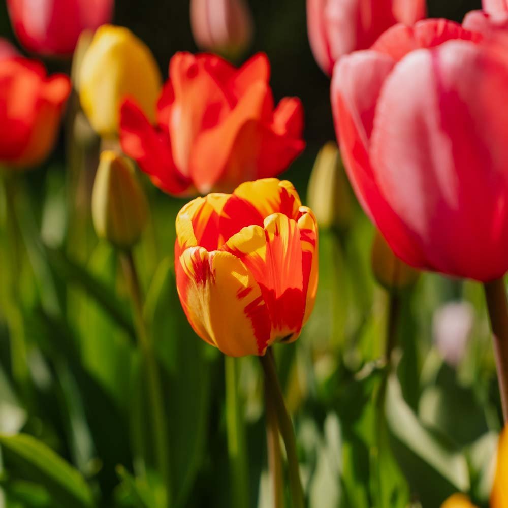 Tulipanblanding 'Darwin Hybrid Mixed'