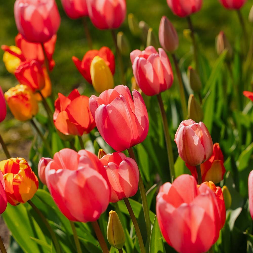 Tulipanblanding 'Darwin Hybrid Mixed'