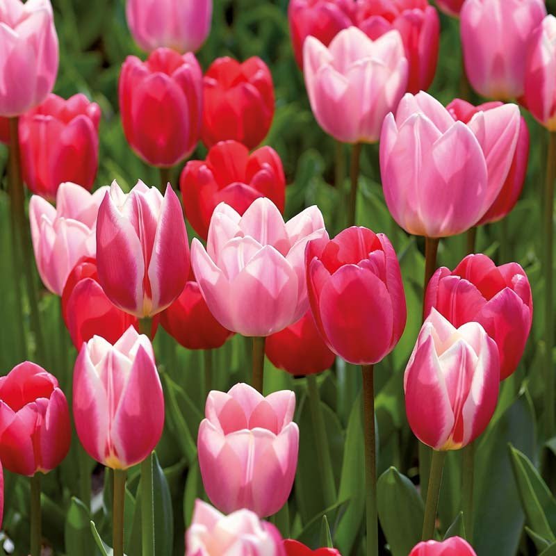 Tulipanblanding 'Delight Mixed'