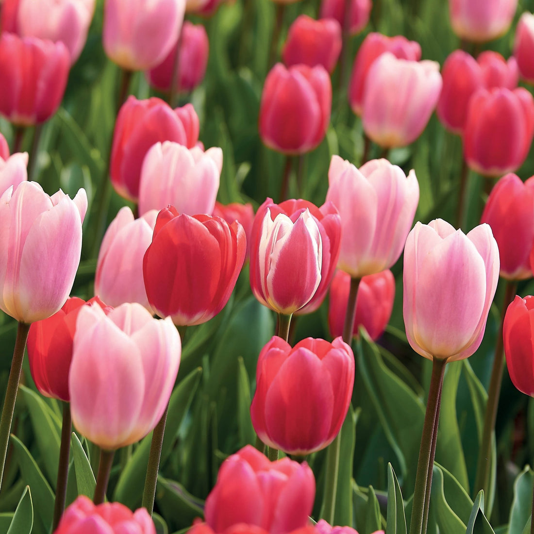 Tulipanblanding 'Delight Mixed'