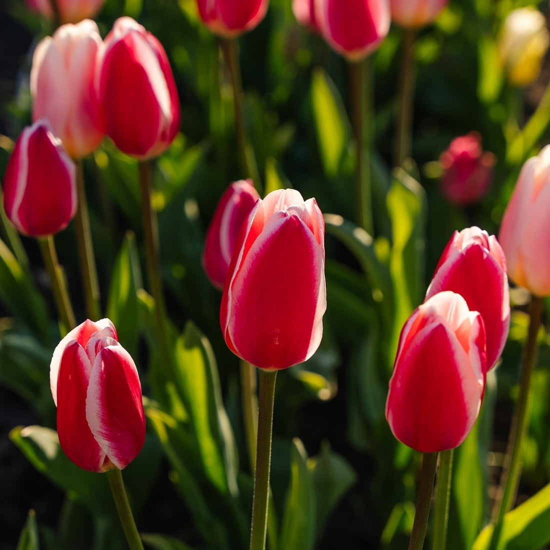 Tulipanblanding 'Delight Mixed'