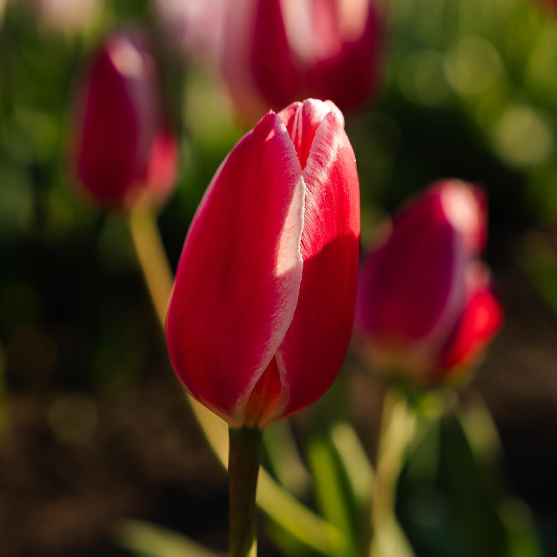 Tulipanblanding 'Delight Mixed'