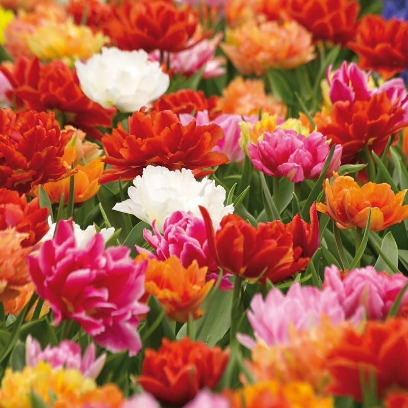 Tulipanblanding 'Double Early Mixed'