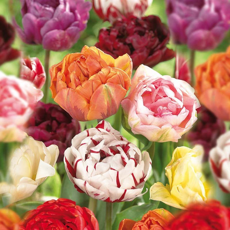 Tulipanblanding 'Double Late Mixed'