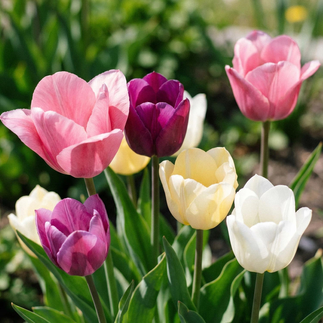 Tulipanblanding 'Easter Basket Mixed'