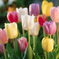 Tulipanblanding 'Easter Basket Mixed'