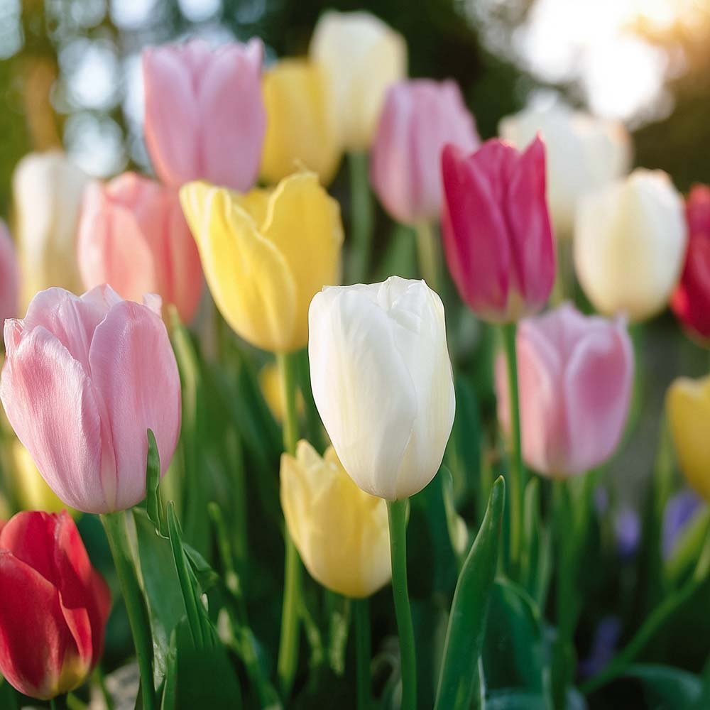 Tulipanblanding 'Easter Basket Mixed'