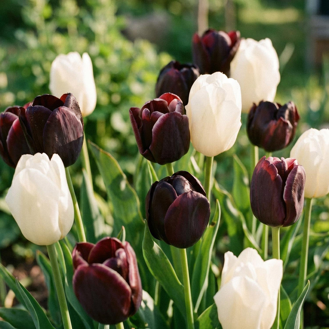 Tulipanblanding 'Ebony&Ivory Mixed'