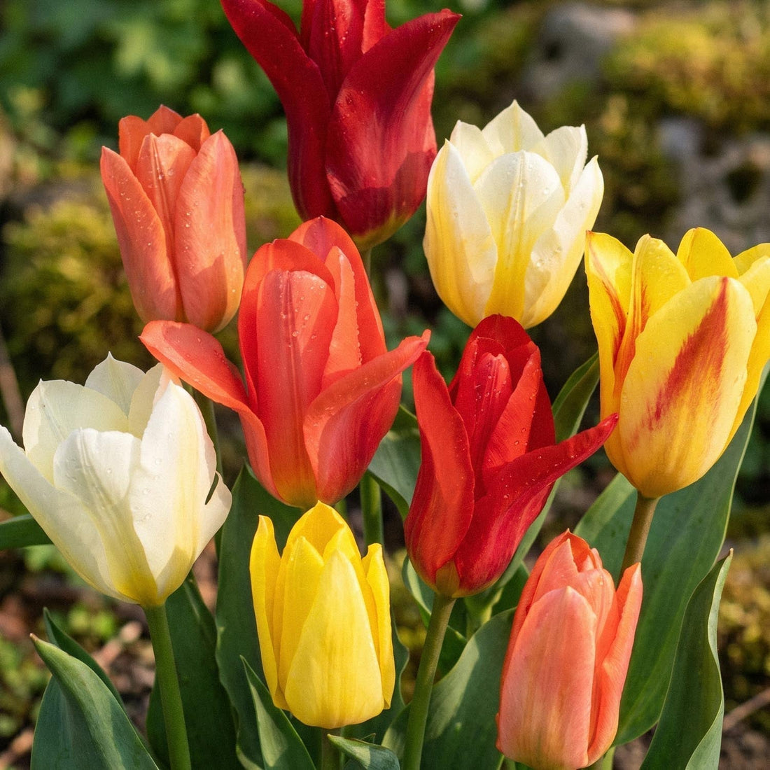 Tulipanblanding 'Fosteriana Mixed'