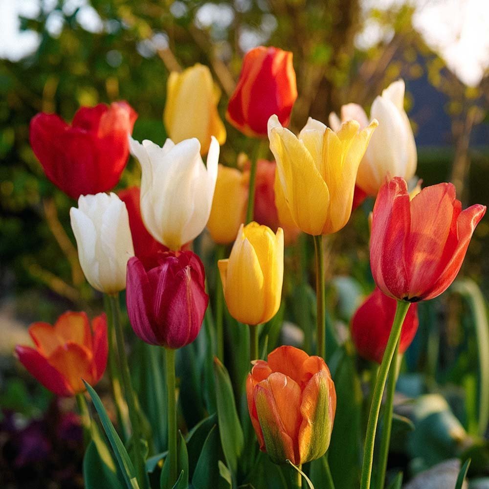 Tulipanblanding 'Fosteriana Mixed'