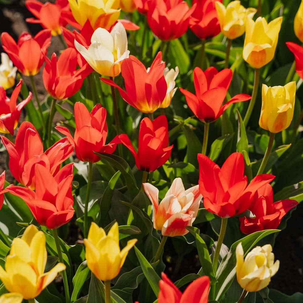 Tulipanblanding 'Greigii Mixed'