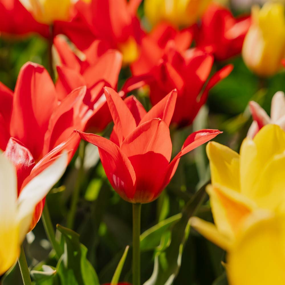 Tulipanblanding 'Greigii Mixed'