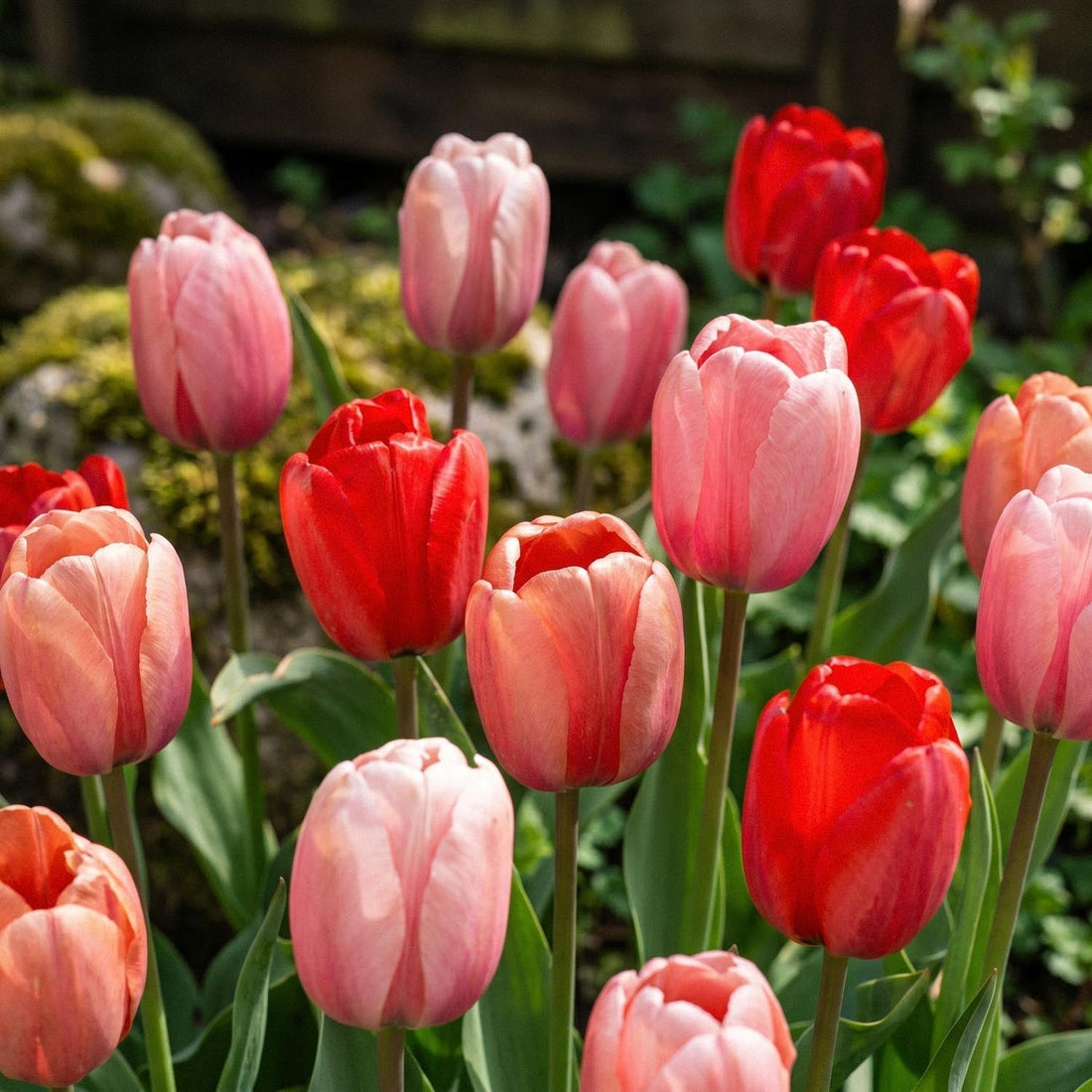 Tulipanblanding 'Impression Mixed'