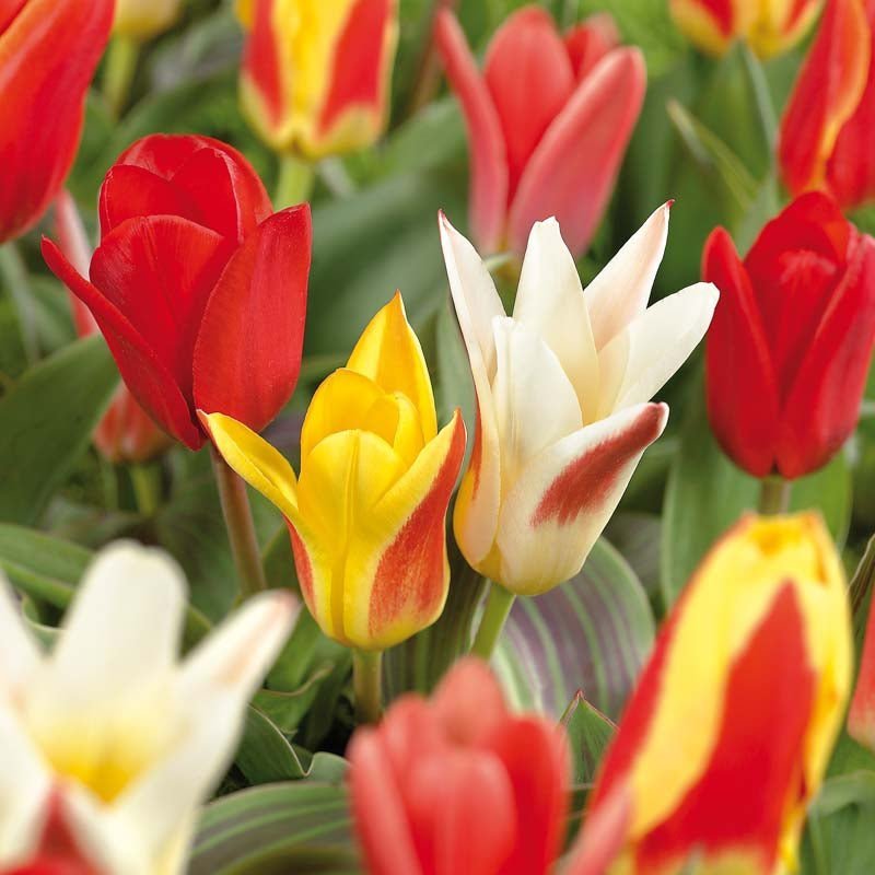 Tulipanblanding 'Kaufmanniana Mixed'