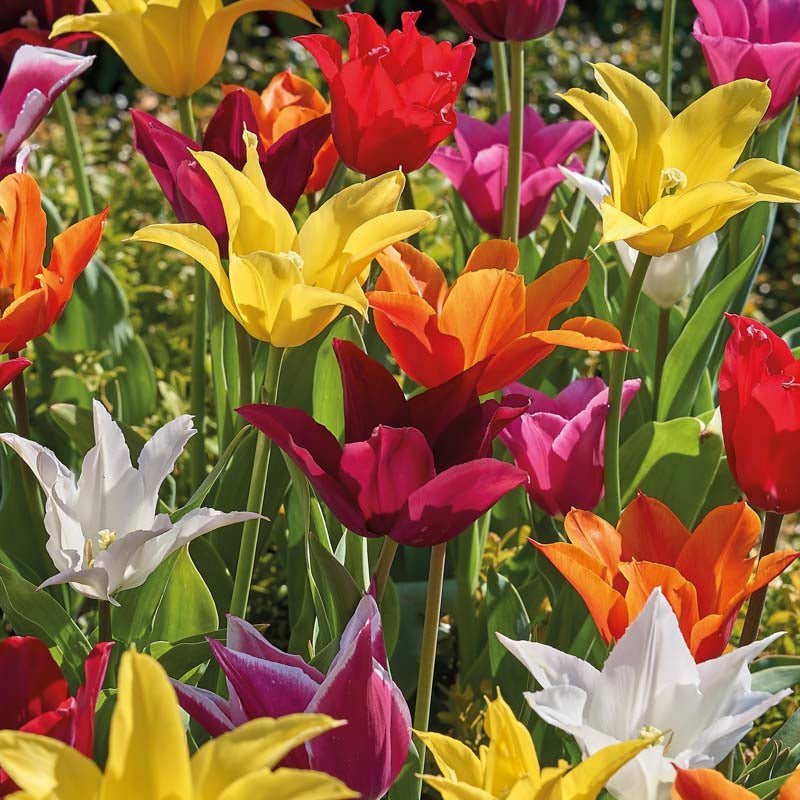 Tulipanblanding 'Lily Flowering Mixed'