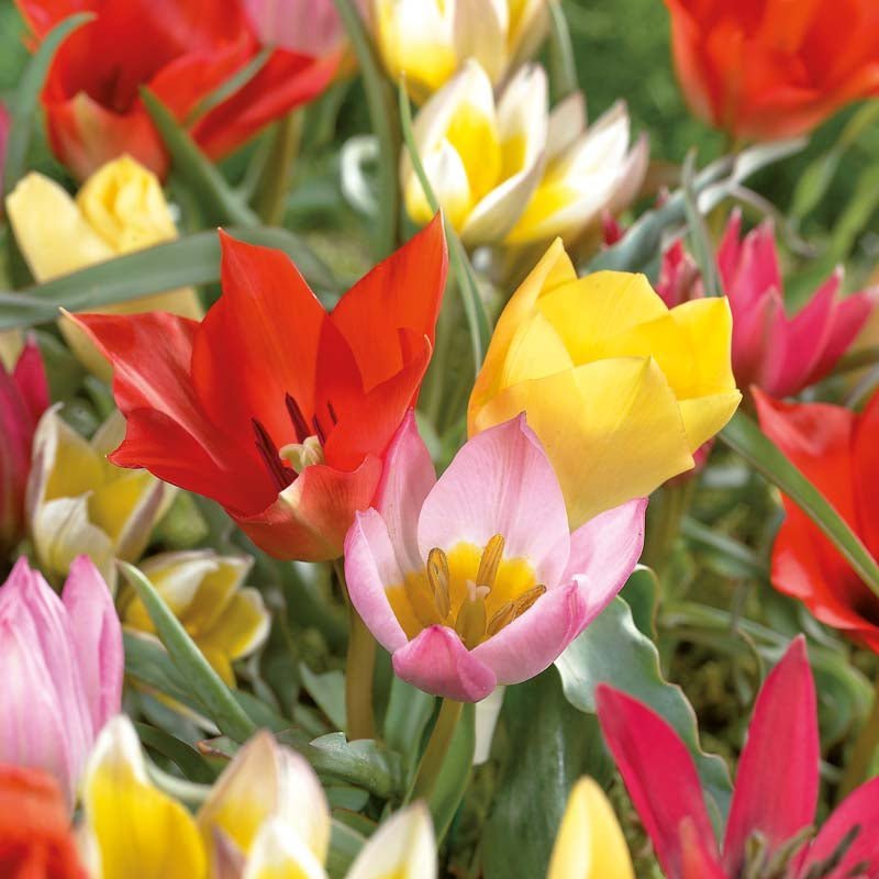 Tulipanblanding 'Miniature Mixed'