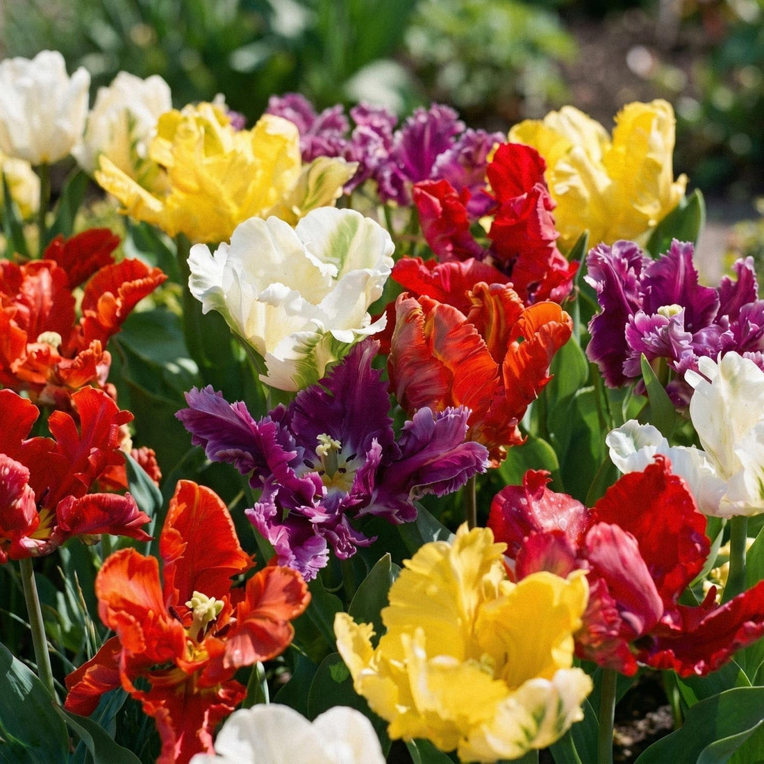 Tulipanblanding 'Parrot Mixed'