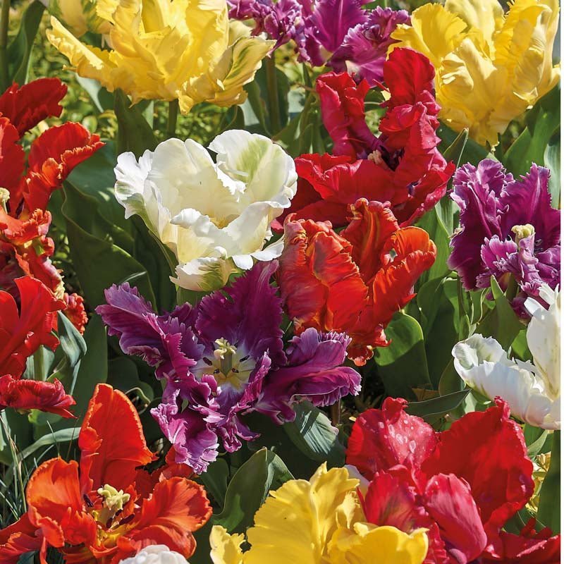 Tulipanblanding 'Parrot Mixed'