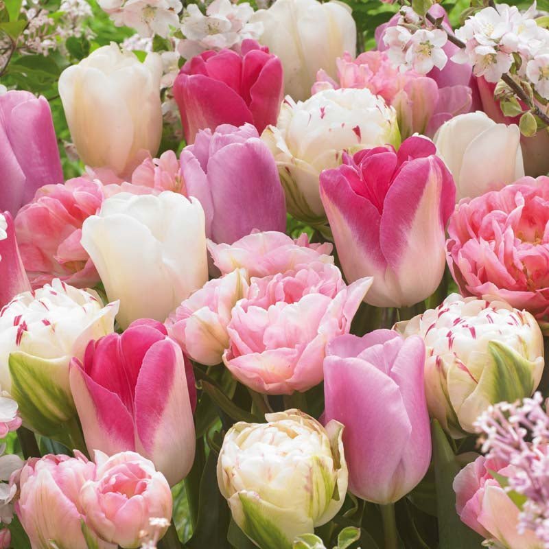 Tulipanblanding 'Pink White Mixed'