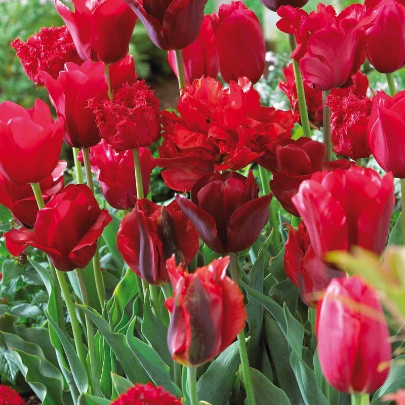 Tulipanblanding 'Red Mixed'