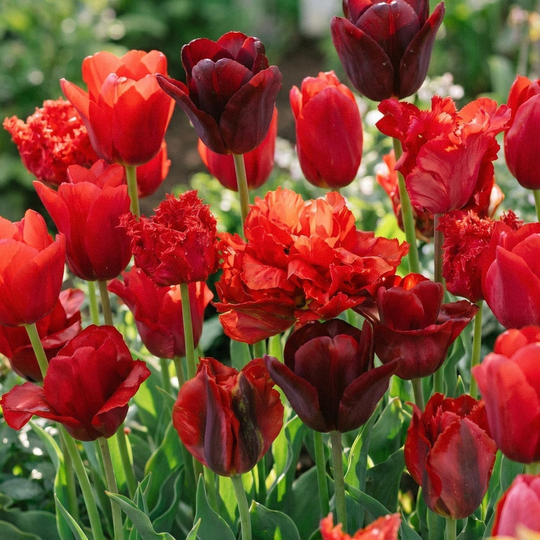 Tulipanblanding 'Red Mixed'