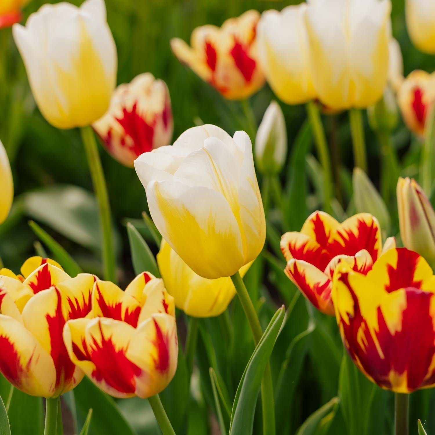 Tulipanblanding 'Rembrandt Mixed'