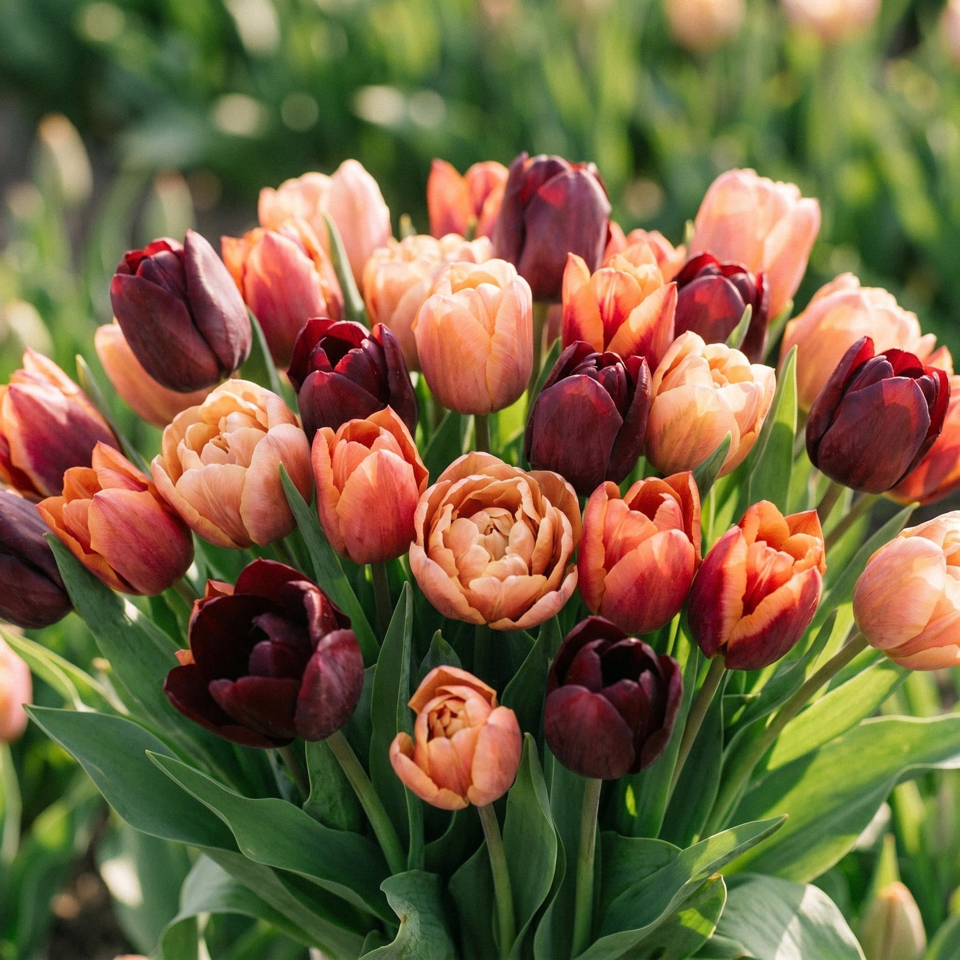 Tulipanblanding 'Sassy Bouquet Mix'