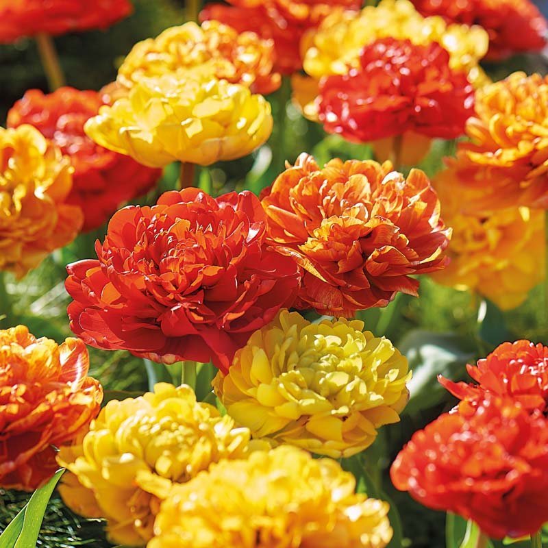 Tulipanblanding 'Sun Lover Mixed'