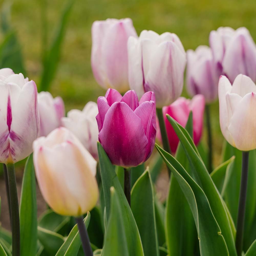 Tulipanblanding 'Triumph Flag Mixed'