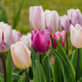Tulipanblanding 'Triumph Flag Mixed'
