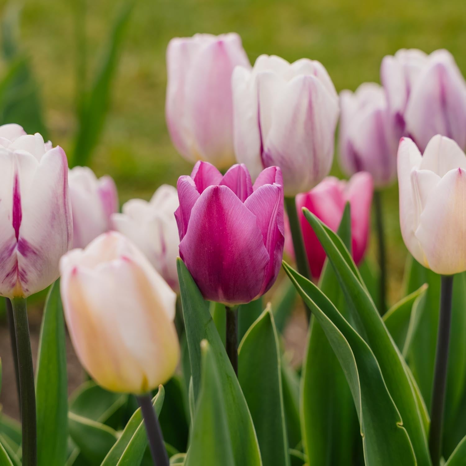 Tulipanblanding 'Triumph Flag Mixed'