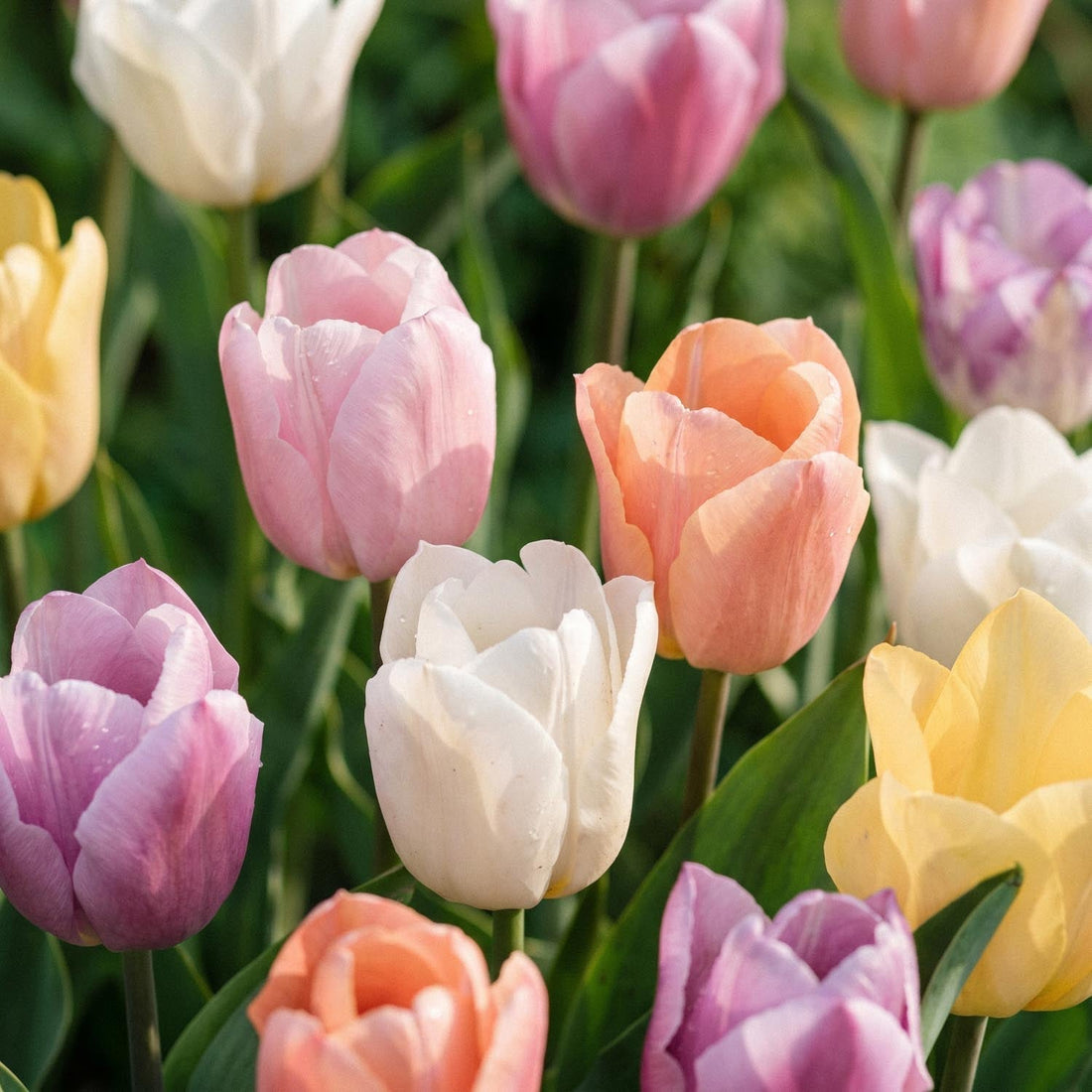 Tulipanblanding 'Triumph Pastel Mix'