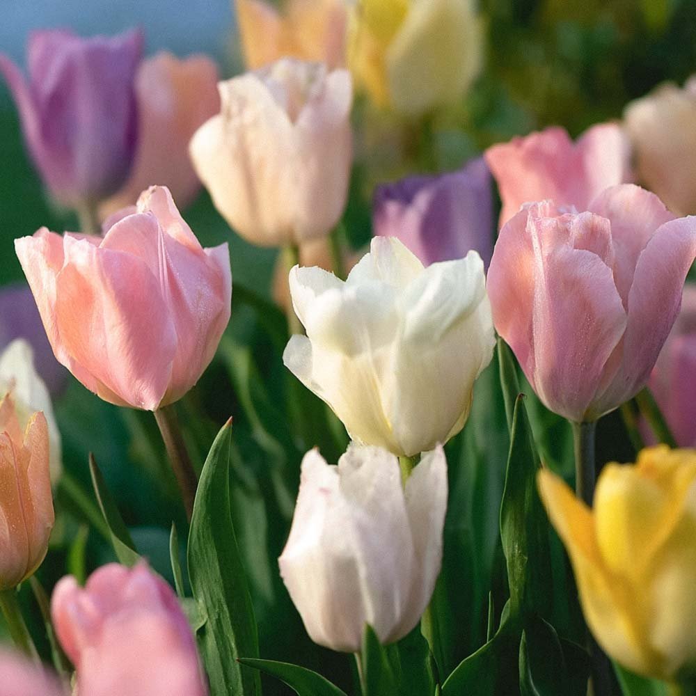 Tulipanblanding 'Triumph Pastel Mix'