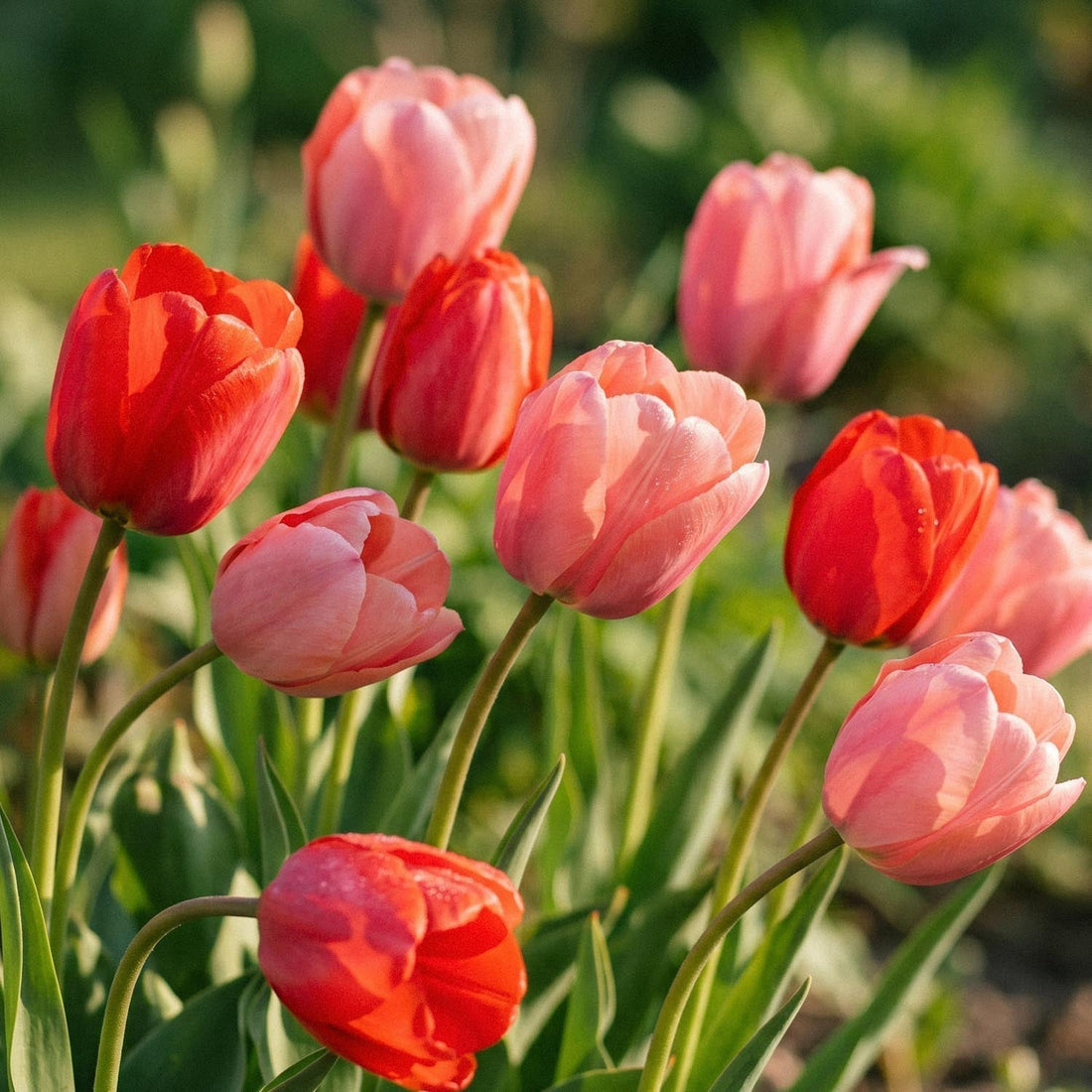 Tulipanblanding 'Van Eijk Mixed'