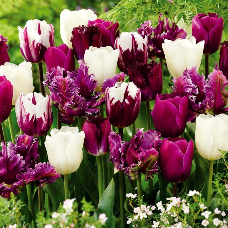 Tulipanblanding 'Violet Lilac Mixed'