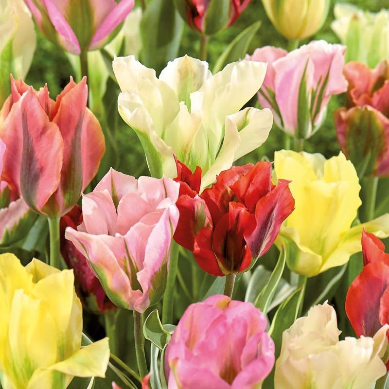 Tulipanblanding 'Viridiflora Mixed'