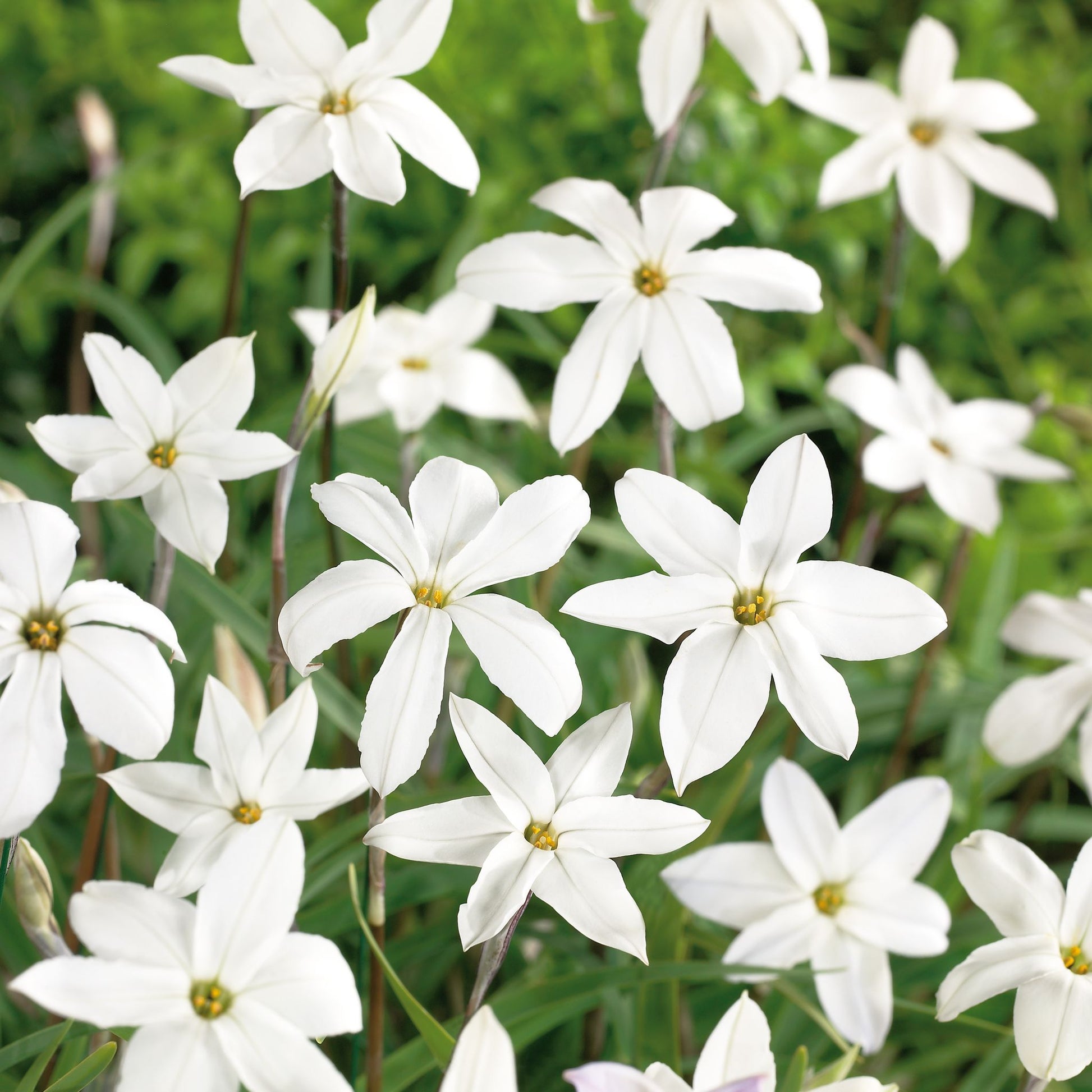 Vårstjerne, Ipheion 'Alberto Castillo'